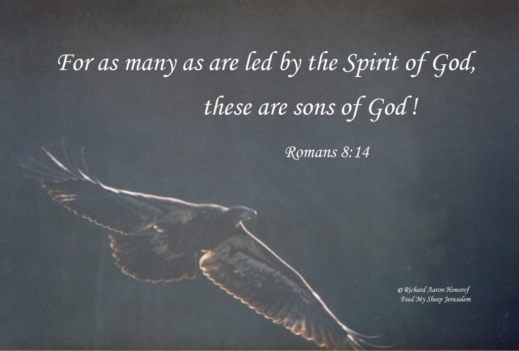 Eagles