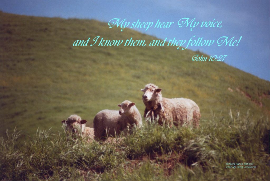 Sheep